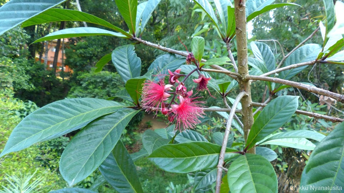 Barringtonia racemosa (L.) Spreng.